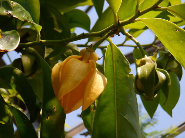 イランイランノキ