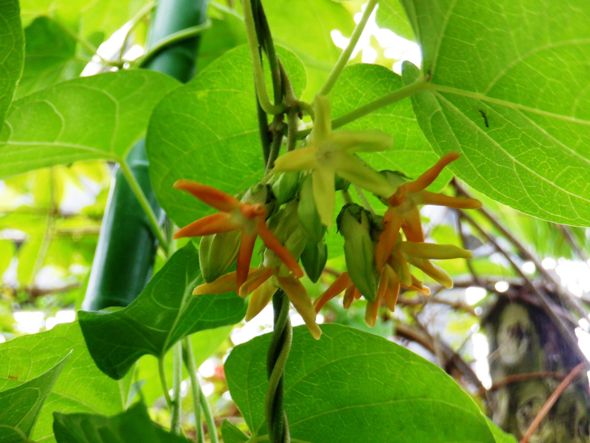 イエライシャン