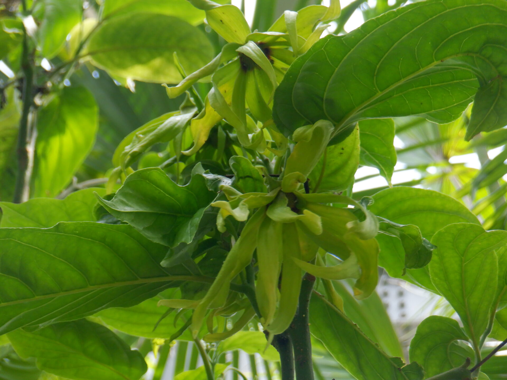 イランイランノキ