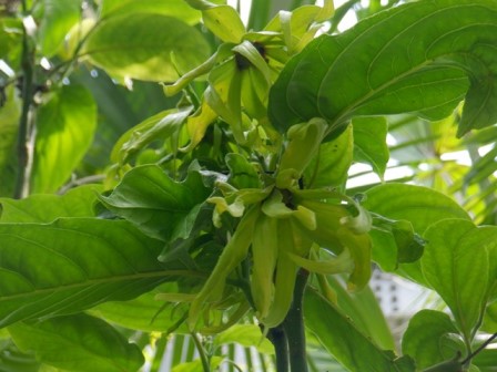 イランイランノキ