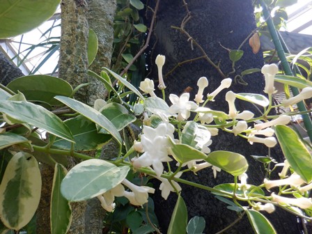 マダガスカルジャスミン