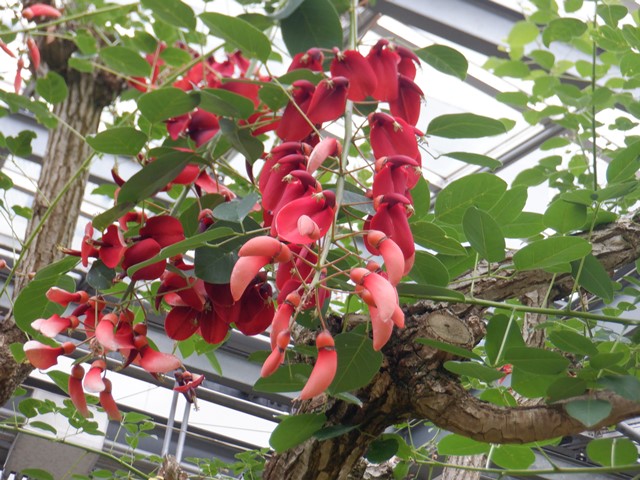 アメリカデイゴ