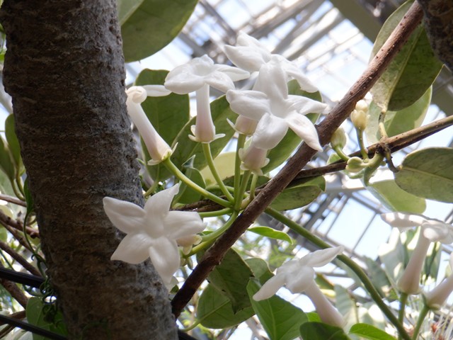 マダガスカルジャスミン