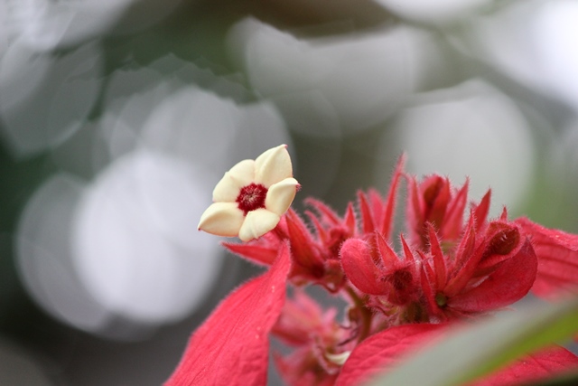 ヒゴロモコンロンカ