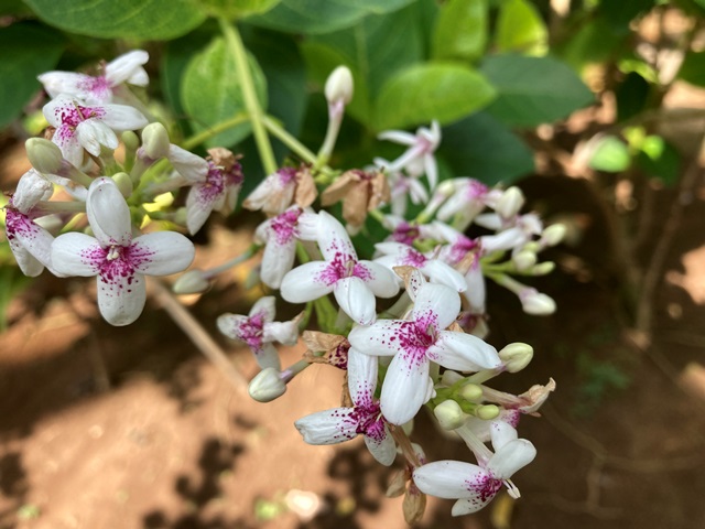 プシュードランセマム・レティクラツム・ オヴァリフォリウム