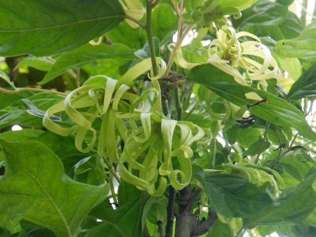 イランイランノキ