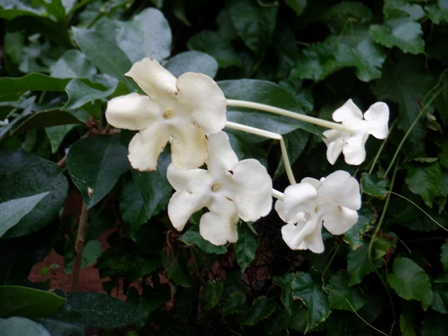 ブルンフェルシア・ニティダ