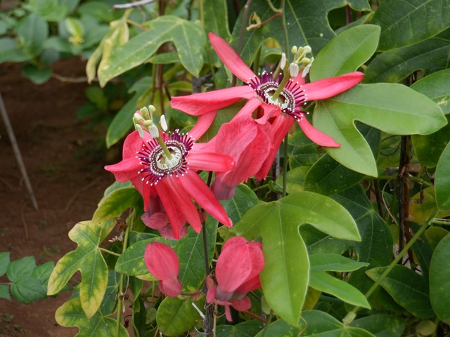 ホザキノトケイソウ