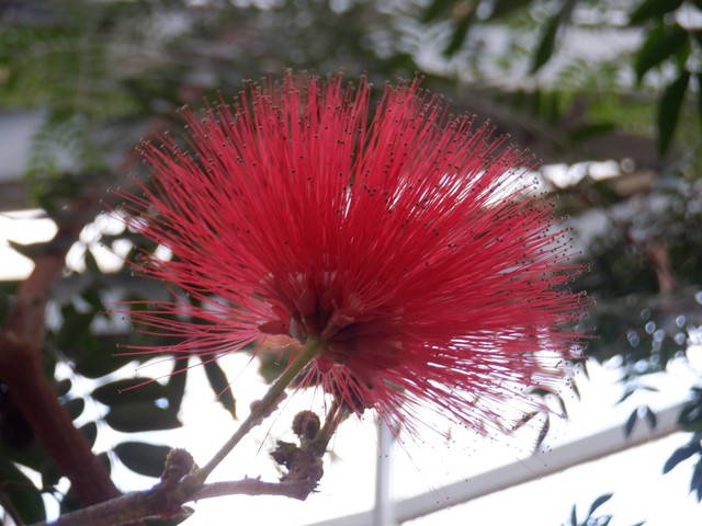 カリアンドラ・ハエマトケファラ