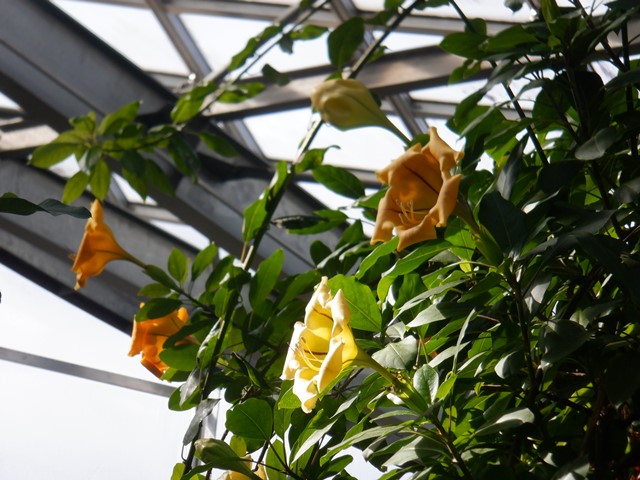 ウコンラッパバナ