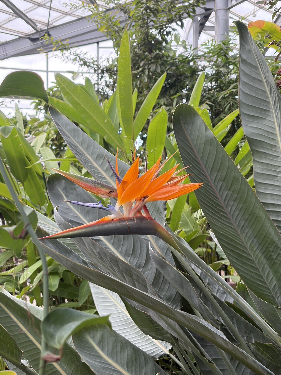 ストレリチア・レギネ