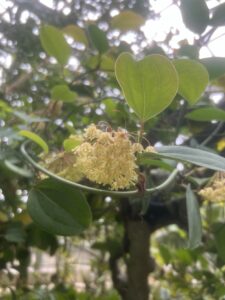 ハマサルトリイバラ