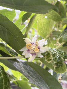 パッションフルーツ