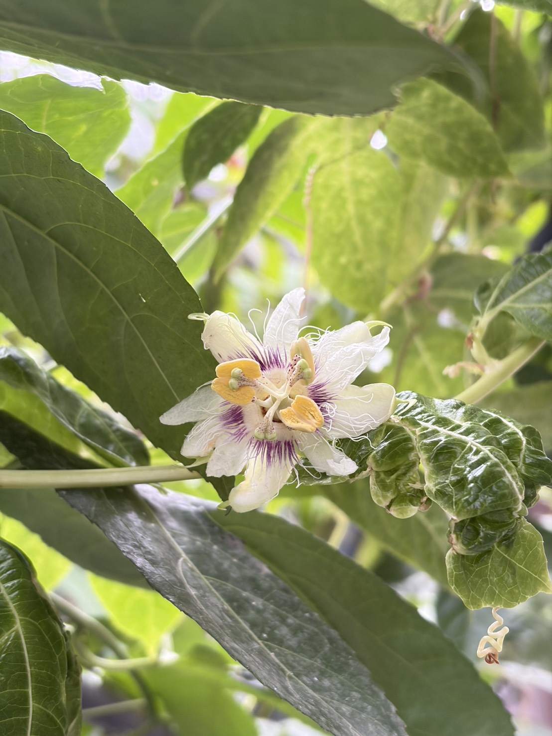 パッションフルーツ