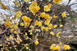 ソシンロウバイ