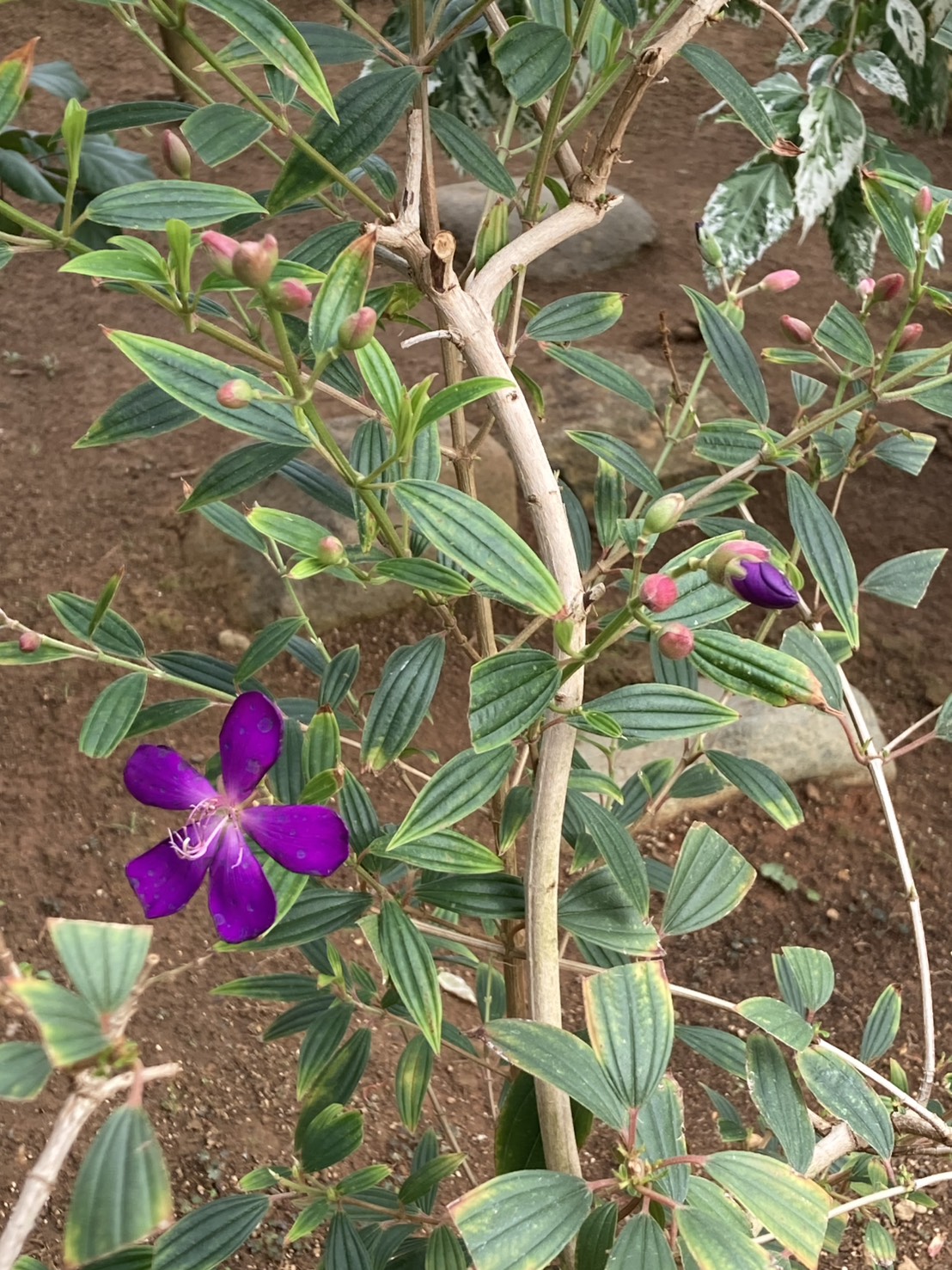シコンノボタン　コートダジュール