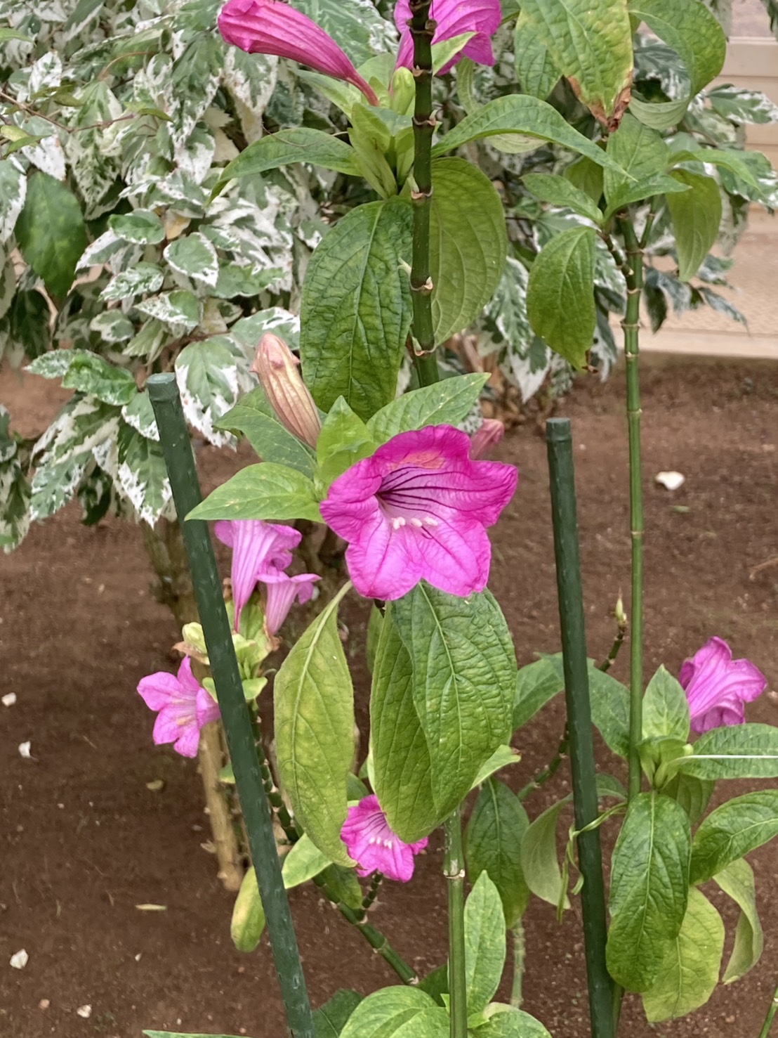 ツンベルギア・フォーゲリアナ