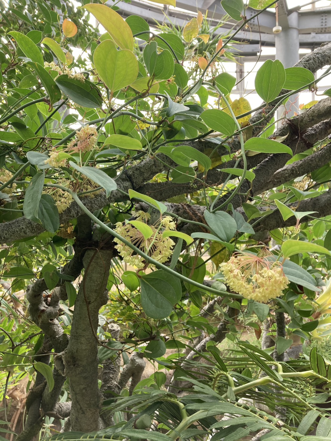 ハマサルトリイバラ