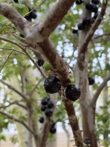 ジャボチカバ(結実)