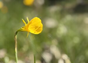 ナルキッスス・ブルボコディウム